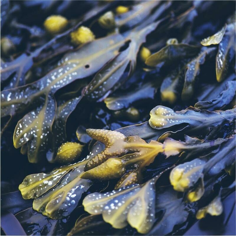 RAUSCH Meerestang Fett-Stopp Gel Spülung