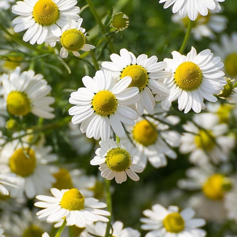 RAUSCH Pflege-Conditioner mit Schweizer Kräutern